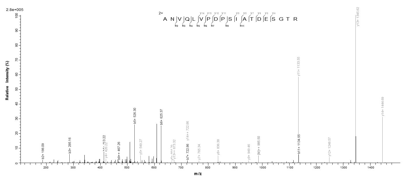 Bacteria disA protein