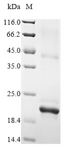 Mouse Tafa1 protein