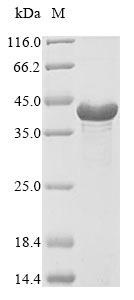 Bacteria isdA protein