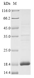Human IGFL1 protein