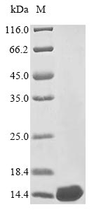 Virus Vesicular stomatitis Indiana virus Protein C'(P) protein