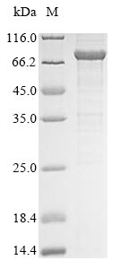 Human DDX53 protein