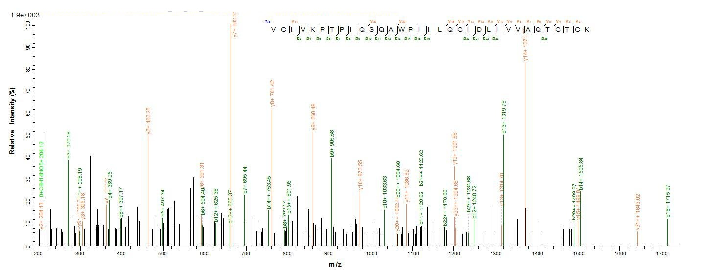 Human DDX53 protein