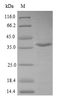 Human BPHL protein