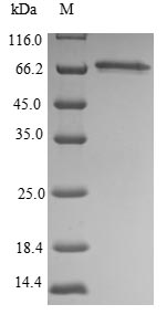 Mouse Sept9 protein