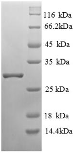 Human B7H4 protein