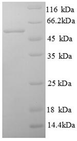 Human B7H4 protein