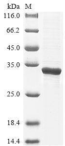 Mouse Echs1 protein