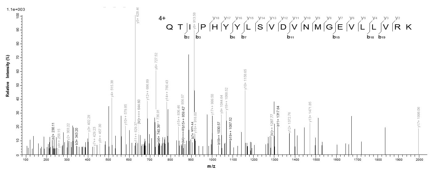 Mouse Dlat protein