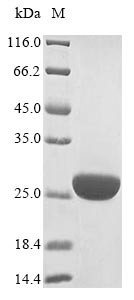 Virus L protein