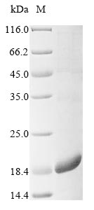 Mouse Spink2 protein