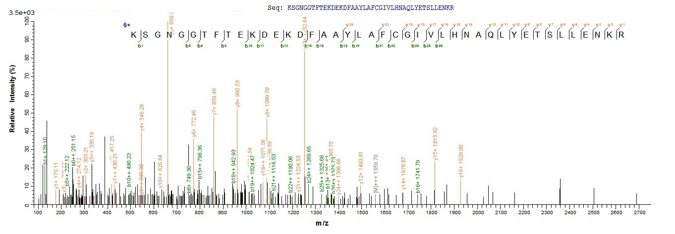 Mouse Pde5a protein