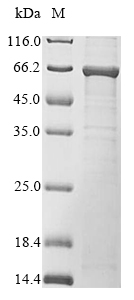 Mouse Nrros protein