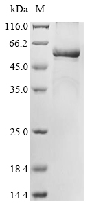 Human TPH2 protein
