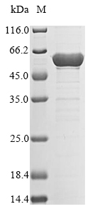 E. coli dnaB protein