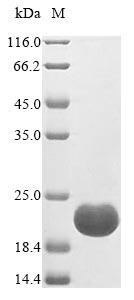 Plant D1 protein