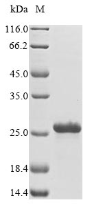 Animal RPS13 protein