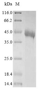 Human TMEFF1 protein