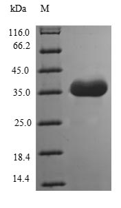 Human TMEFF1 protein