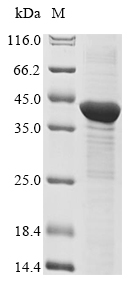 Mouse Trex1 protein