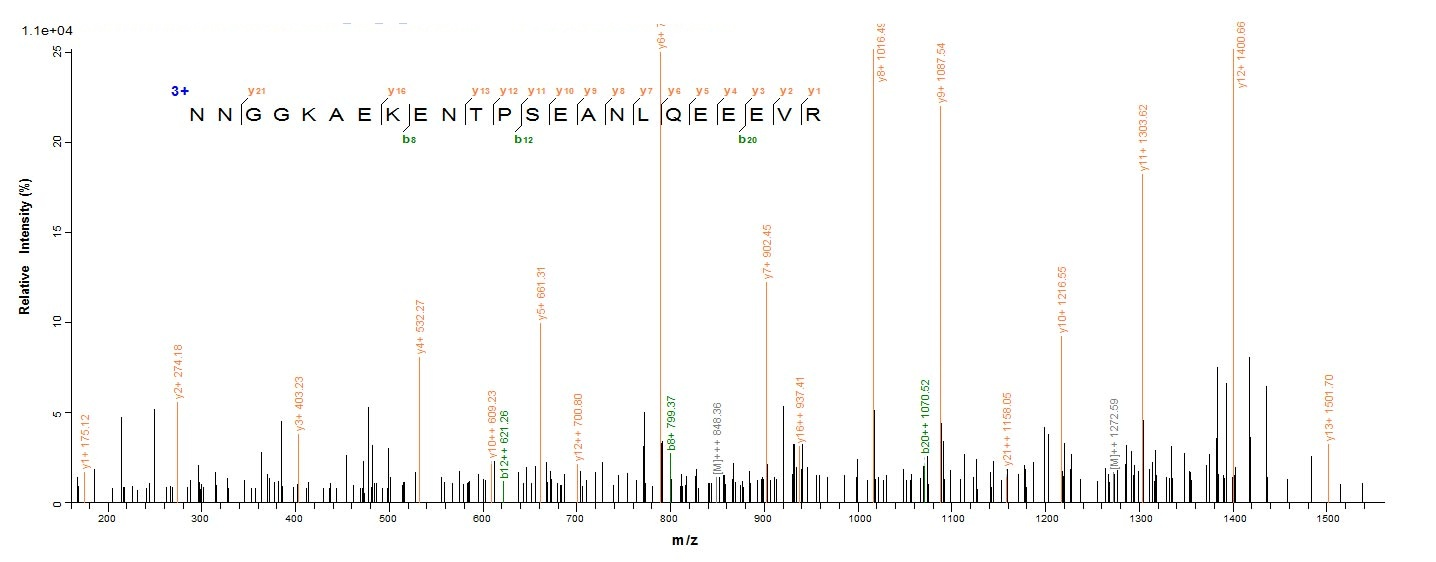 Human RBPMS protein