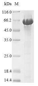 Mouse Serpina3n protein