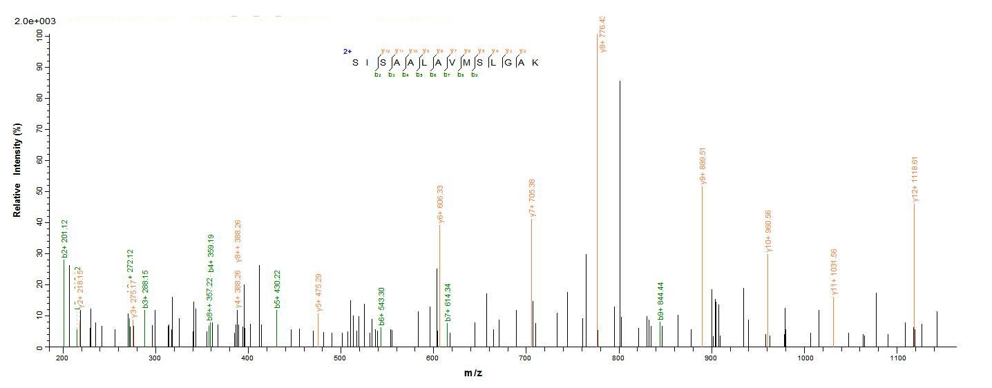 Mouse Serpina3n protein
