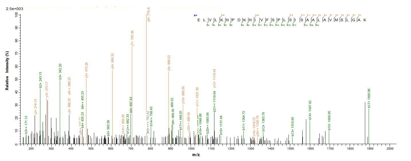 Mouse Serpina3n protein