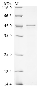 Mouse Chid1 protein