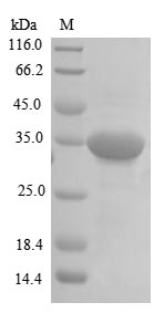 Human RGMA protein