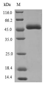 Fungi eglD protein