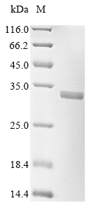 Human PLD6 protein