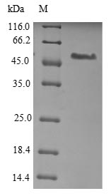 Mouse Plxdc1 protein