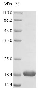 Mouse Sncb protein