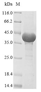 Canine PPP1CA protein