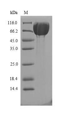 Rat Cry2 protein