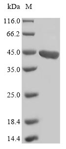 Plant FLS1 protein