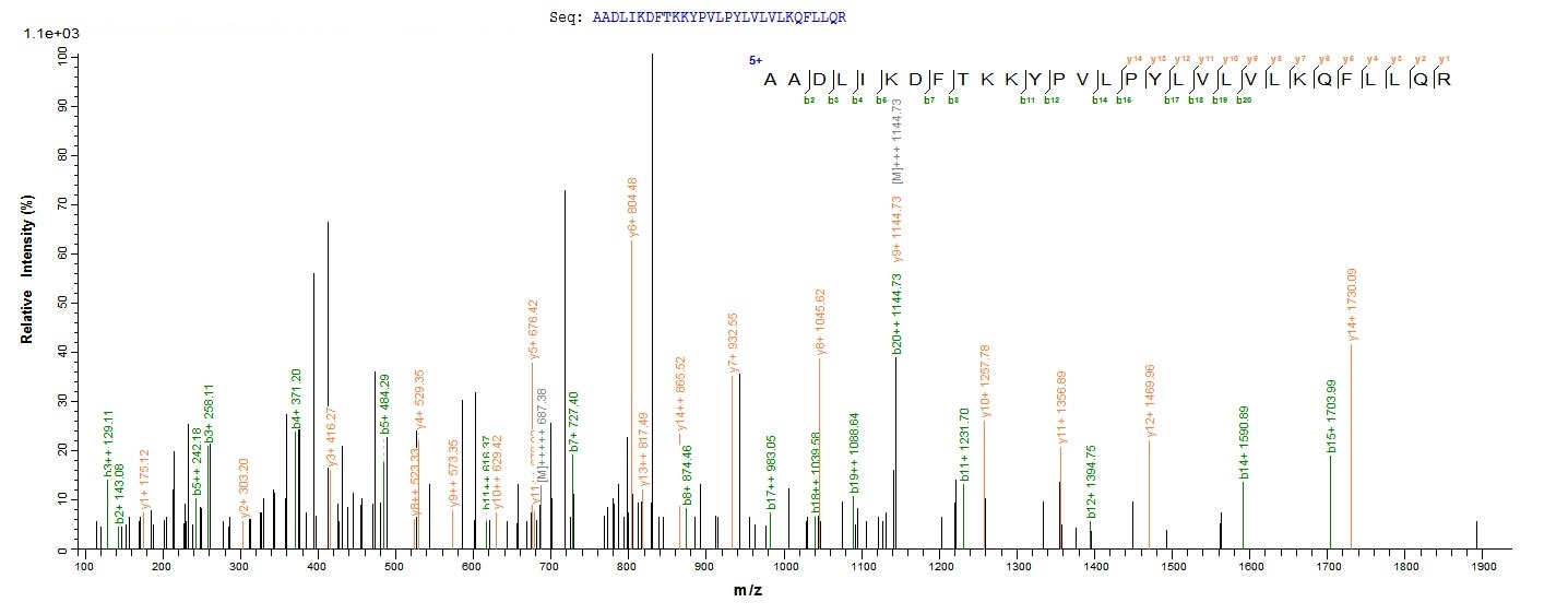 Human TENT4B protein