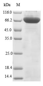 Human TENT4B protein