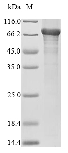 Mouse Alas1 protein