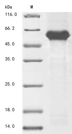 Human PELI3 protein