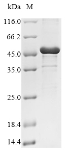 Plant DREB2C protein