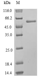 Human MLKL protein