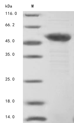 Bovine Tnnt3 protein