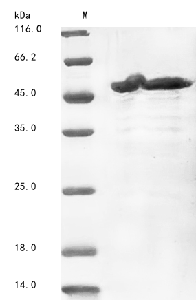 Human PELI1 protein