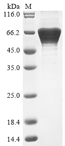 Human PELI1 protein