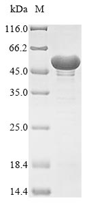 Fungi enoA protein