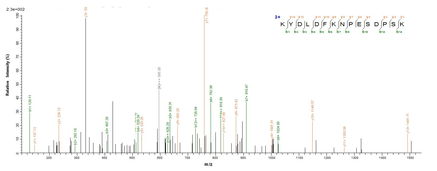 Fungi enoA protein