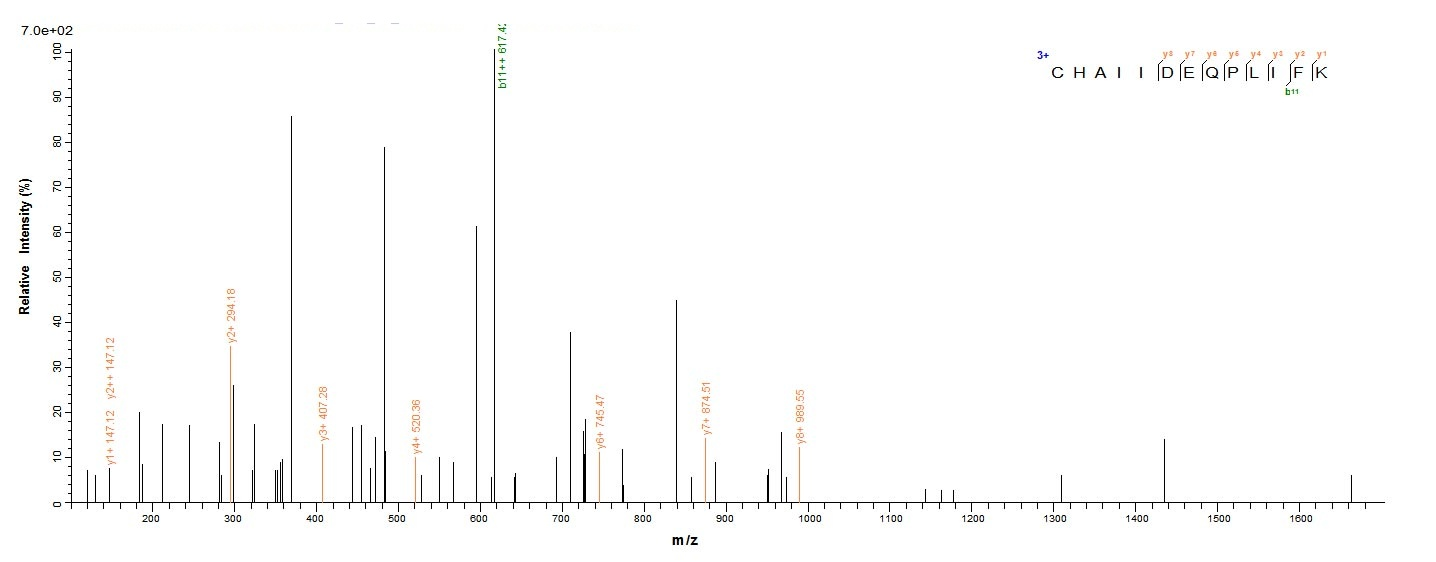 Mouse Lims1 protein