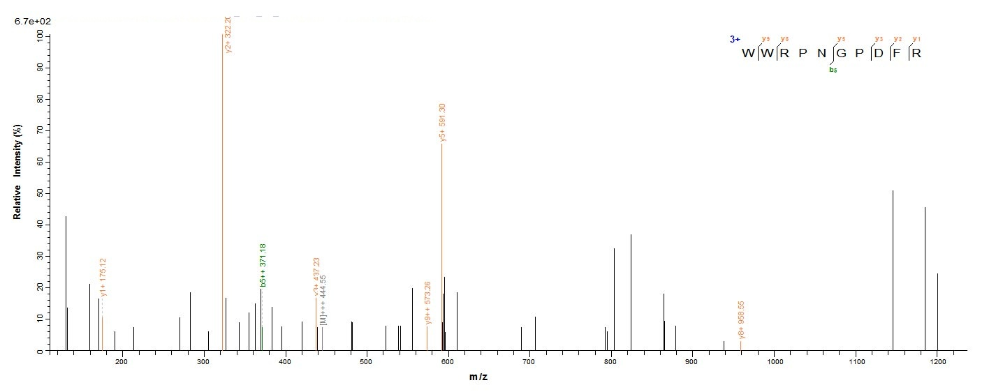 Rat Sost protein